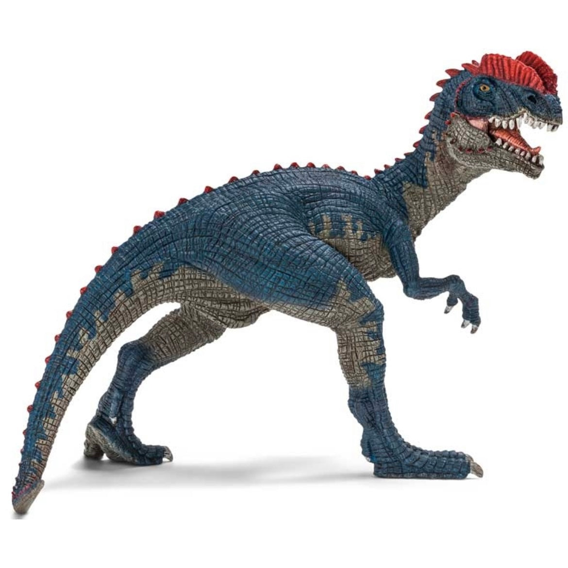 Toy dinosaur, Dilophosaurus. Blue, with red frills on its head. Short arms, sharp teeth.