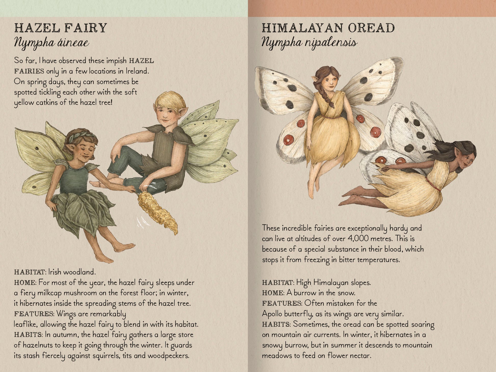 The find the fairies memory game comes with a little booklet full of fairy facts